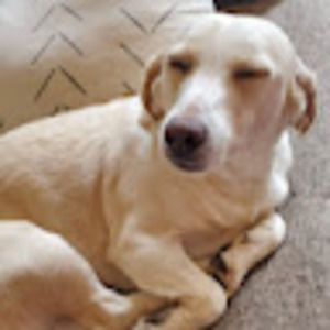 Meet your Posher, Charlie